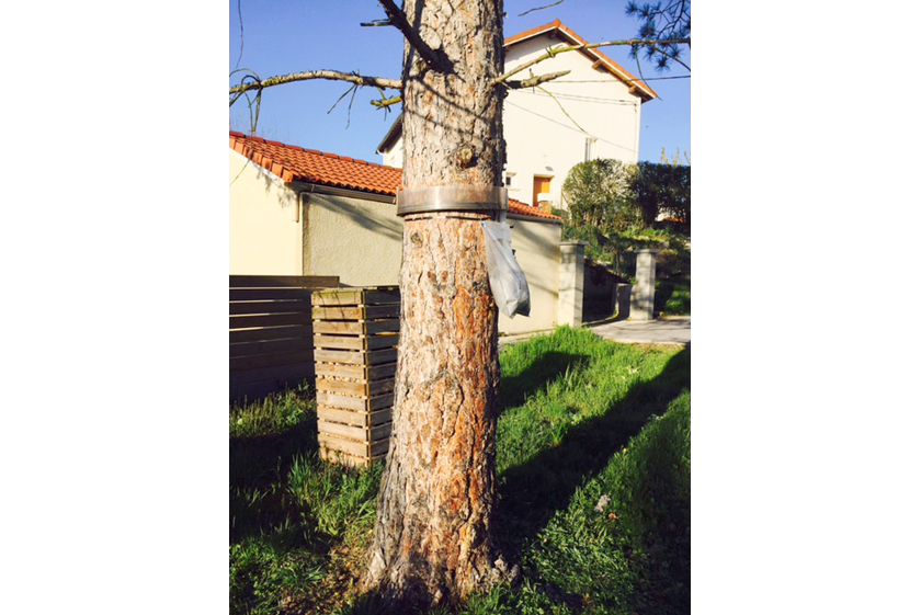 Pose d’éco-piège chenilles processionnaires